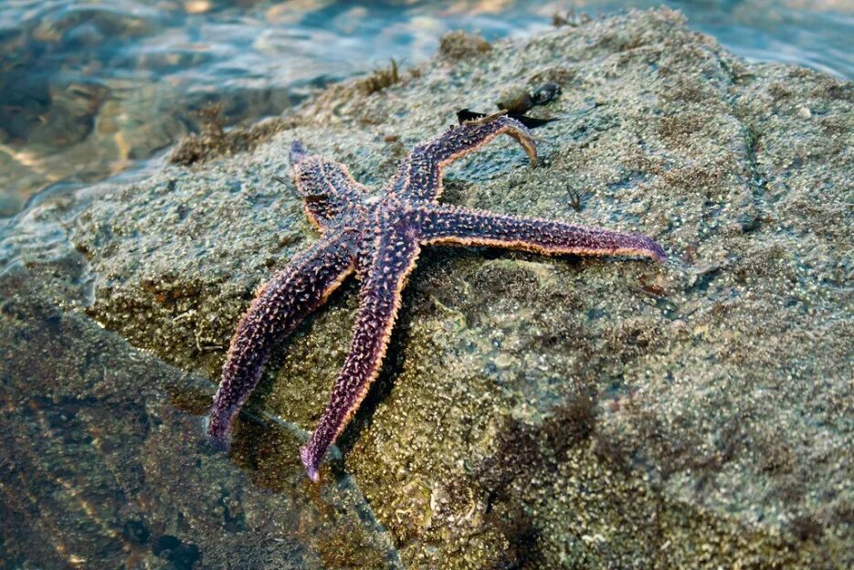 Морская звезда новомихайловский. Морские звезды залива Петра Великого. Морская звезда Ливадия. Змеевидная морская звезда. Док морская звезда.