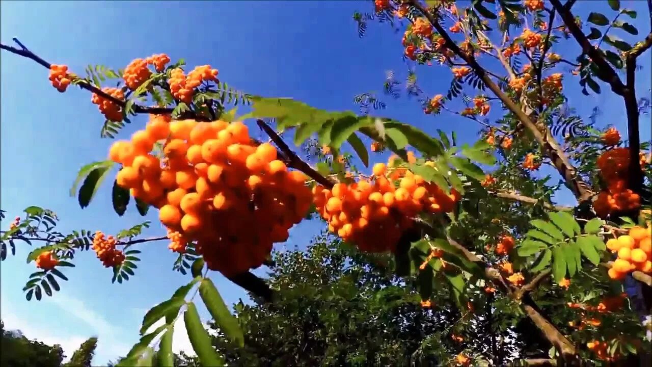 Рябина кудрявая. Рябина курчавая. Ой рябина. Рябинушка. Ой рябина кудрявая песня слушать