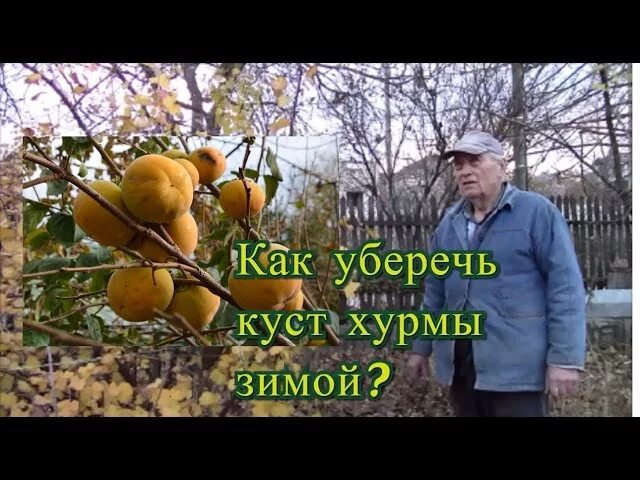 Обрезка хурмы весной. Формировка хурмы. формировка дерева хурмы. обрезка дерева хурмы в зиму. формировка хурмы россиянка.