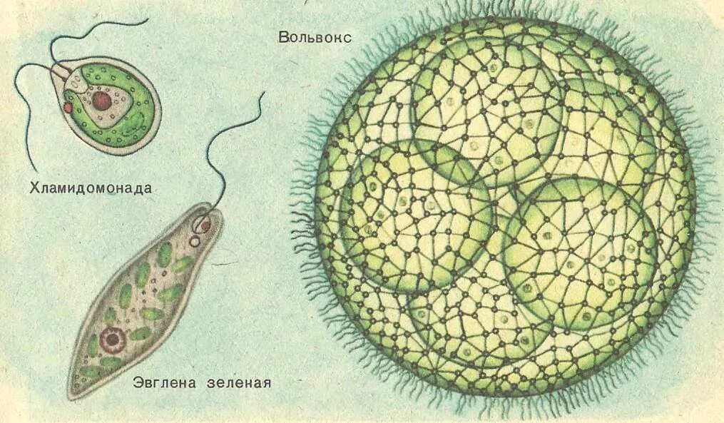Колониальная одноклеточная водоросль. Строение колонии вольвокса. Колониальные жгутиконосцы вольвокс. Вольвокс строение клетки. Одноклеточные организмы вольвокс.