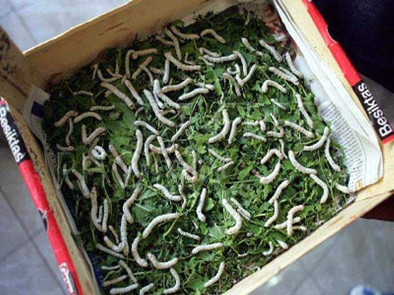 Разводим червей в домашних. Калифорнийские черви ферма. Выращивать червей для рыбалки. Ферма червей для рыбалки.