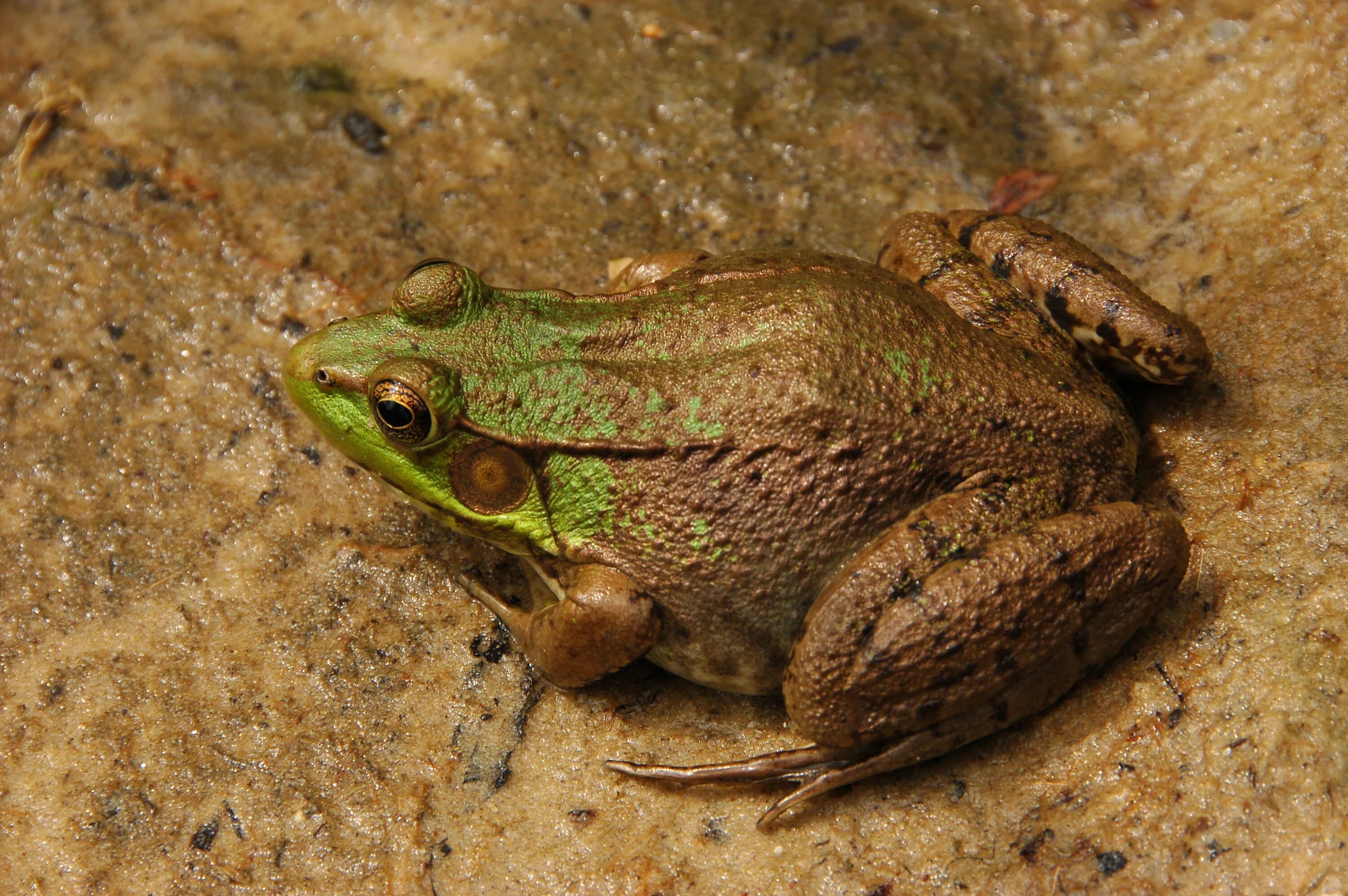 Жаба Rana clamitans. Green Frog Rana clamitans. Бугорчатая лягушка (Rana rugosa. Лягушка вид сверху. Лягушка беспозвоночная