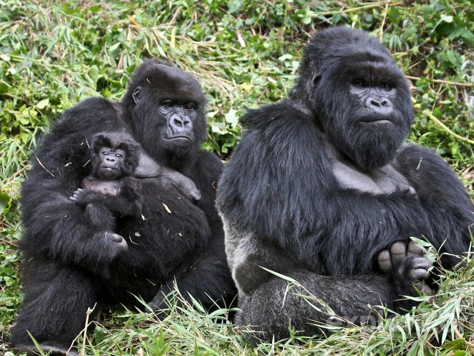 Самец горилла и самка горилла. Обезьяна горилла. Голубая горилла. Silverback горилла.