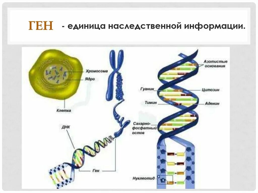 Строение ДНК хромосомы гены. Строение Гена ДНК хромосомы. Схема хромосомы и гены. Схема строения ДНК генетика. Ген биология 9