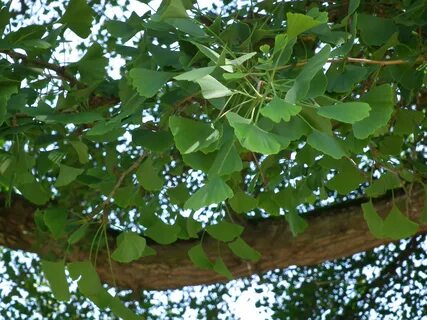 Ginko египетский