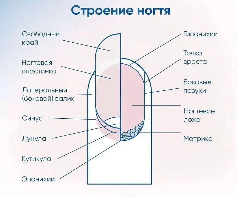 Ногтевая структура. Строение ногтя. Схема строения ногтя. Строение ногтя анатомия. Строение кутикулы ногтя.