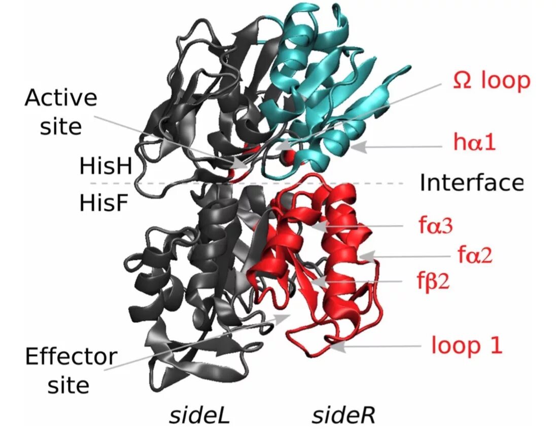 Action site. Active site. Enzyme Active site. Loop structure of a Protein. Active Centers of Enzymes.