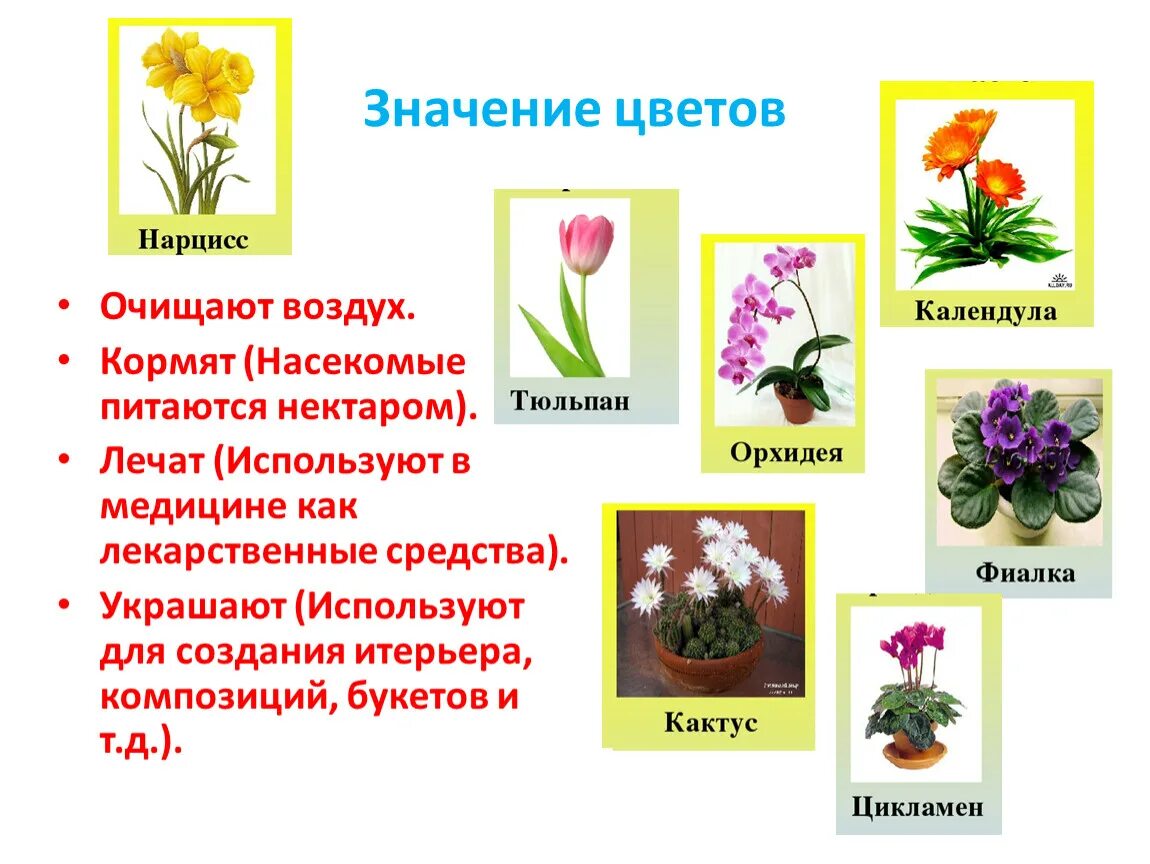 Цвети значение слова. Значение цветка. Презентация цветы для дошкольников. Цветок означающий мир. Обозначения цветка.