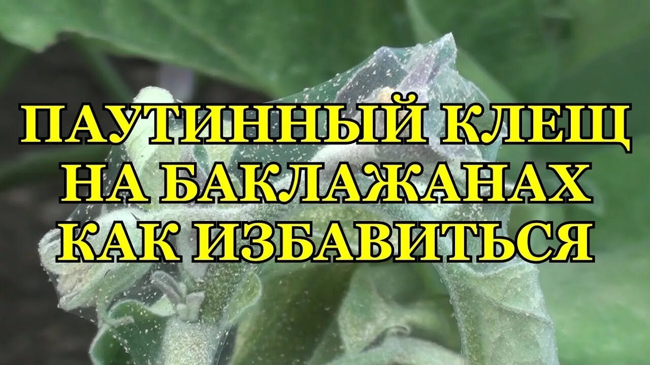 Чем обработать рассаду от паутинного клеща. Вредители баклажанов паутинный клещ. Баклажан паутинный клещ борьба. Паутинный клещ на баклажанах. Препараты от паутинного клеща на баклажанах.