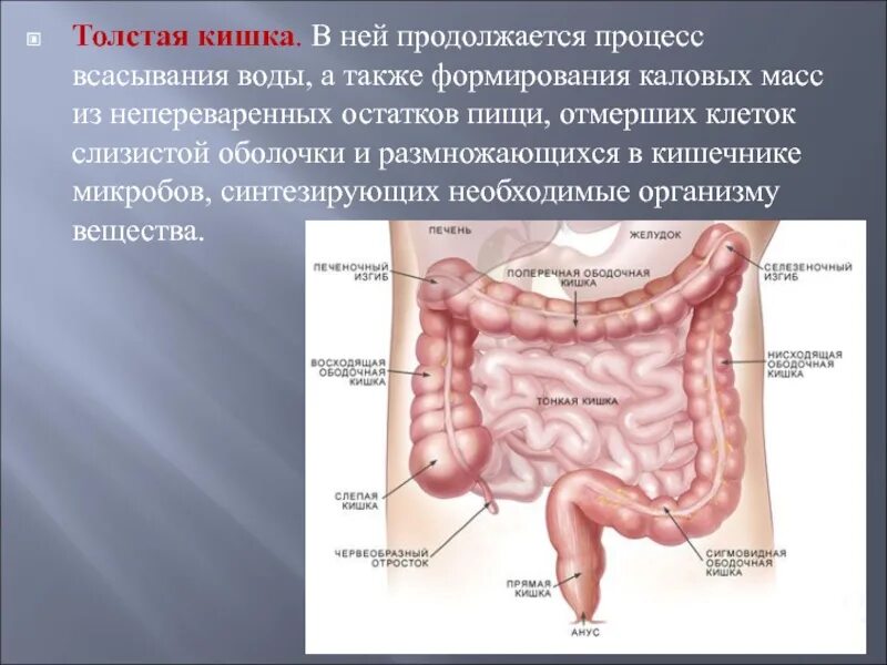 Значение толстой кишки