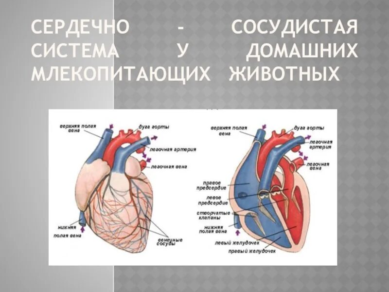 Строение сердечно сосудистой системы. Органы сердечно-сосудистой системы животных. Сердечно сосудистая система млекопитающих. Кровеносная система животных. Сердце млекопитающих состоит из двух