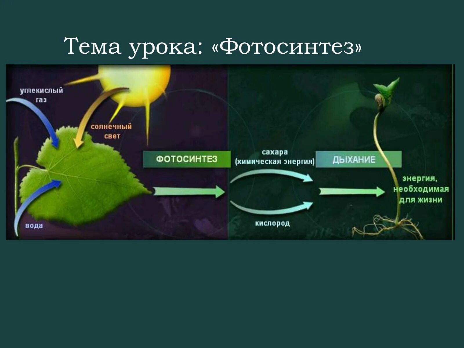 Выделение кислорода в процессе обмена веществ
