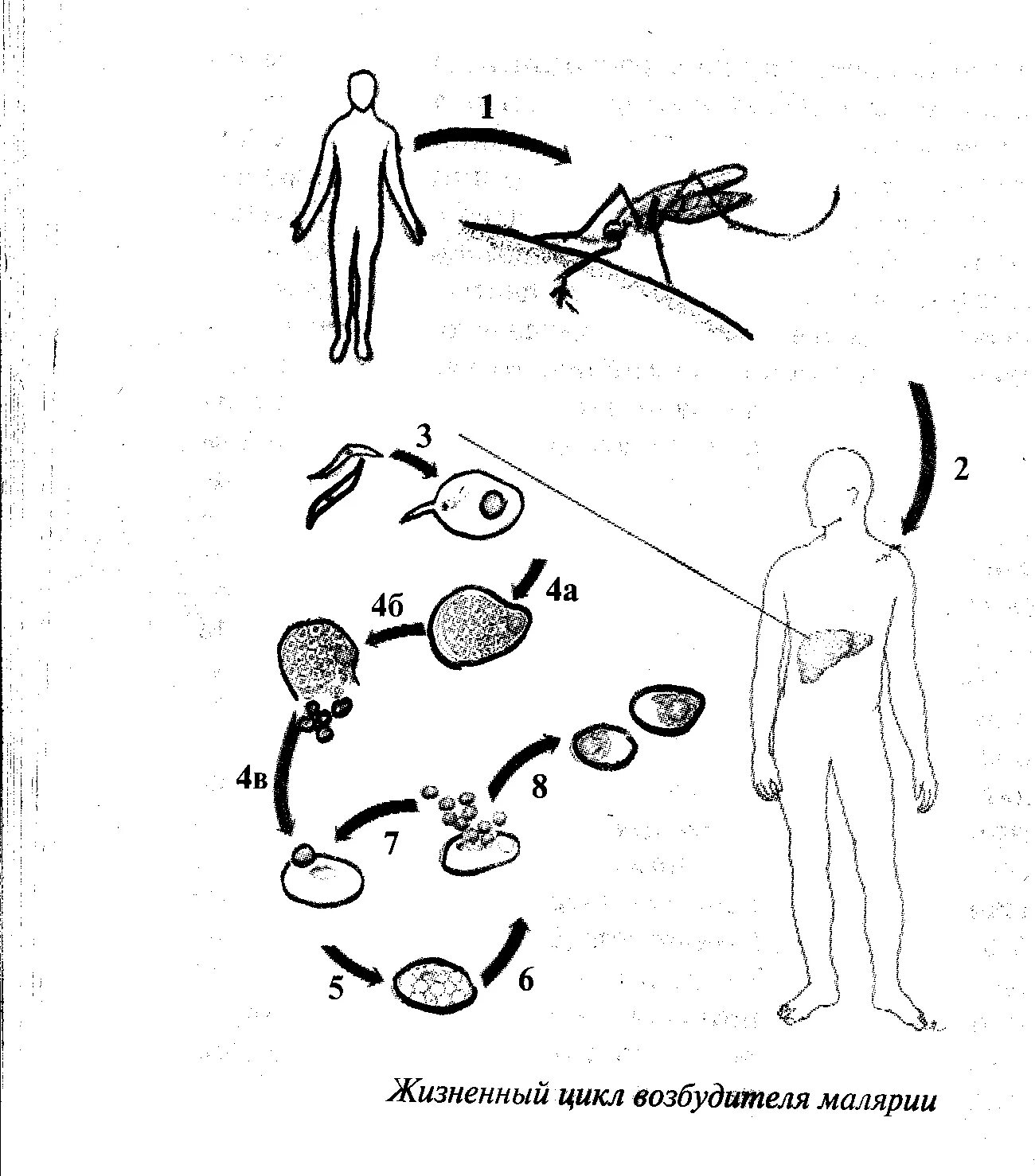 Жизненный цикл возбудителя. Схема жизненного цикла возбудителей малярии. Возбудитель малярии схема. Возбудитель малярии строение. Схема жизненного цикла возбудителя трехдневной малярии.