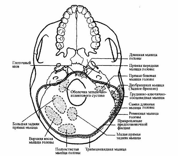 Мыщелок черепа. Височно затылочный шов. Сосцевидно затылочный шов кт. Затылочное отверстие черепа. Затылочные мыщелки лягушка схема.