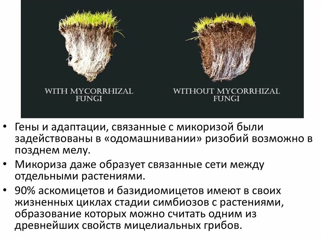 Адаптации к симбиозу. Этапы симбиоза. Микоризу образует. Образование микоризы.