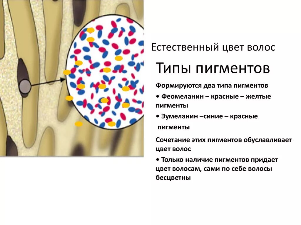 Меланин пигмент волос. Типы пигментов эумеланин. Эумеланин и феомеланин пигмент. Строение волоса эумеланин и феомеланин. Пигмент меланина в волосах.