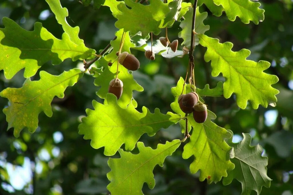 лист дуба. дуб вутайшанский. дубрава остролистного дуба. дуб двуцветный ( quercus bicolor ). листок дуба.