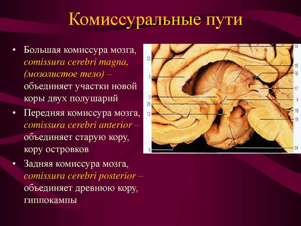 Проводящие системы головного мозга. Комиссуральные волокна конечного мозга. Комиссура мозолистого тела. Комиссуральные и проекционные волокна полушарий головного мозга. Комиссуральные проводящие пути.