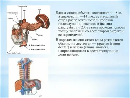 Портальная вена печени норма
