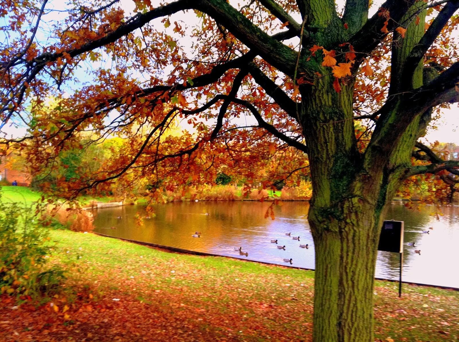 Как будет по английски осень. Осень на английском. Осень по английски фото. Английская осень картинки. Картинки про осень на английском языке.