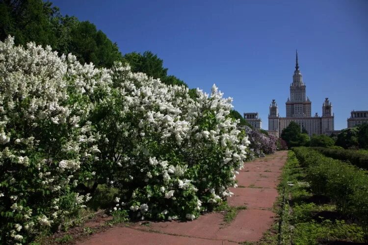 Сад мгу на воробьевых