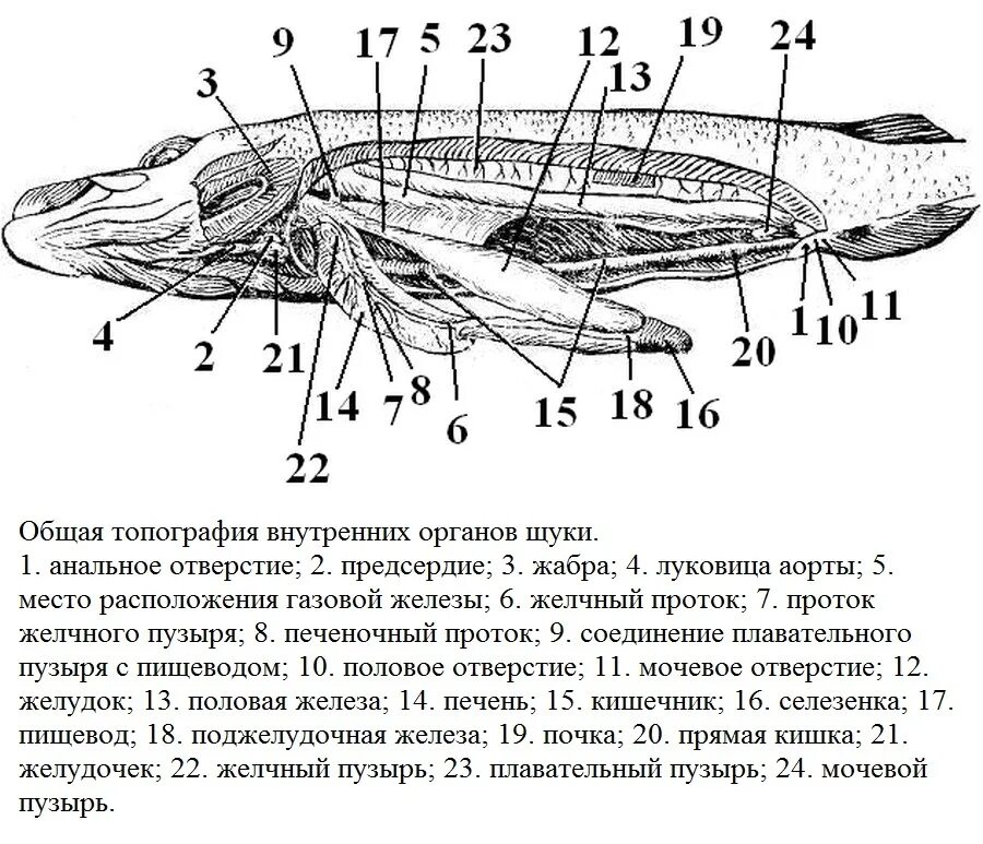 Плавательный пузырь щуки. Топография внутренних органов костной рыбы. Щука обыкновенная внутреннее строение. Налим рыба строение. Внутреннее строение налима.