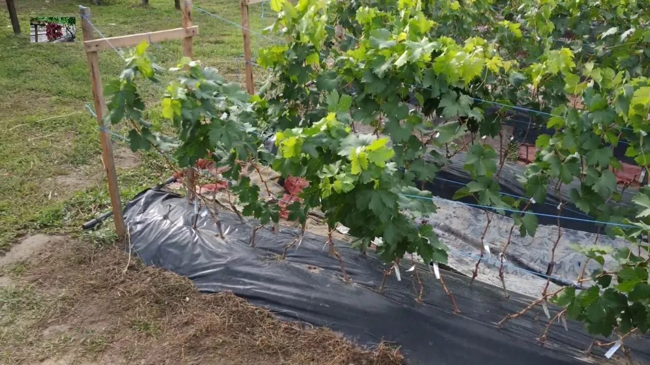 Где посадить виноград. Виноград неукрывной Альфа. Виноград шпалеры и формировки. Виноград на даче в Подмосковье.