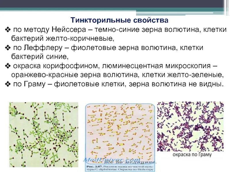 Метод окраски по нейссеру микробиология. Дифтерийная палочка окраска по нейссеру. Коринебактерии дифтерии по нейссеру. Окраска зерен волютина corynebacterium diphtheriae. Окраска по нейссеру микробиология.