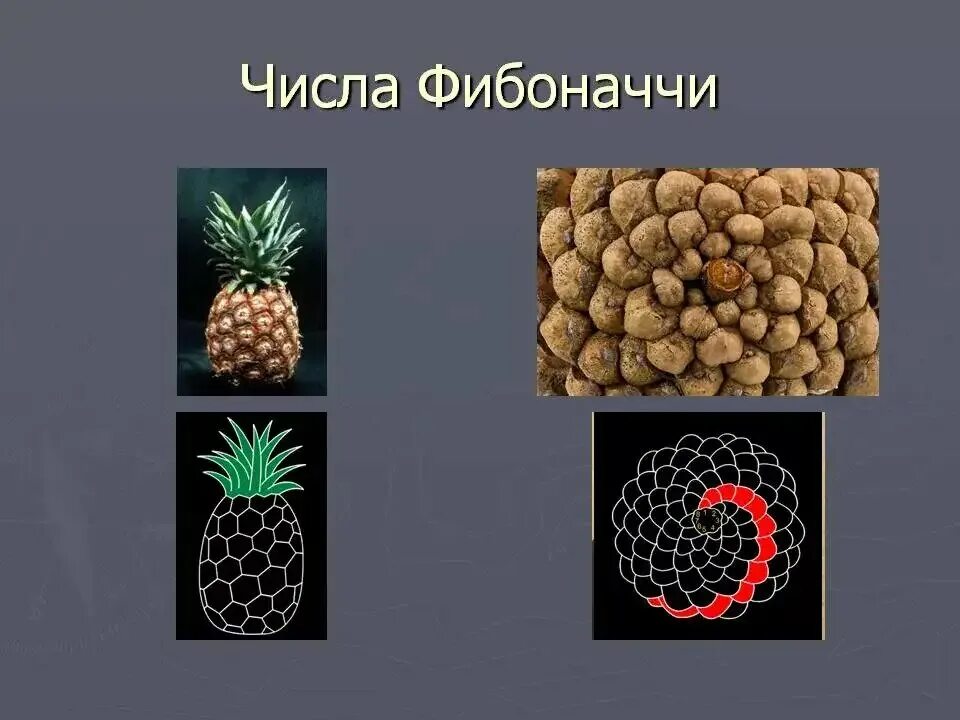 Число Фибоначчи золотое сечение. Фибоначчи в природе. Числа Фибоначчи картинки. Последовательность Фибоначчи картинки.