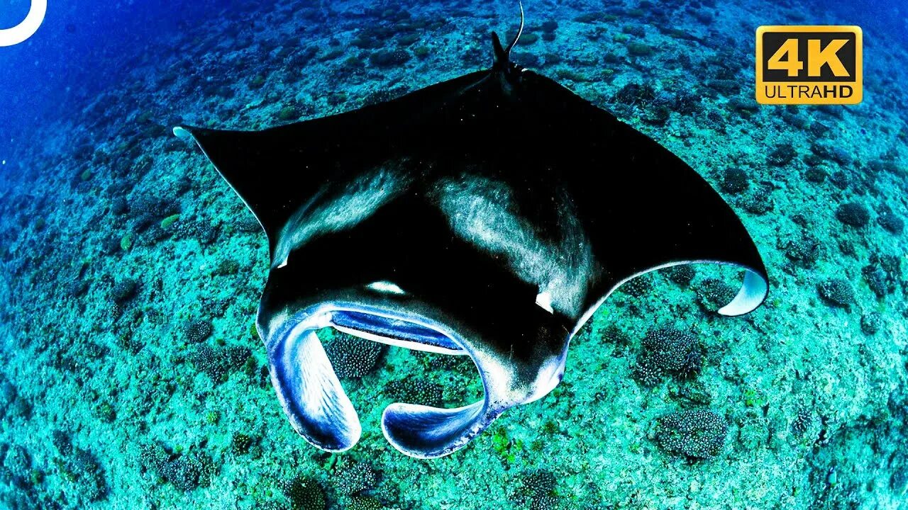 Best of Humans Underwater Photography Amazing animal pictures, Ocean creatures, 