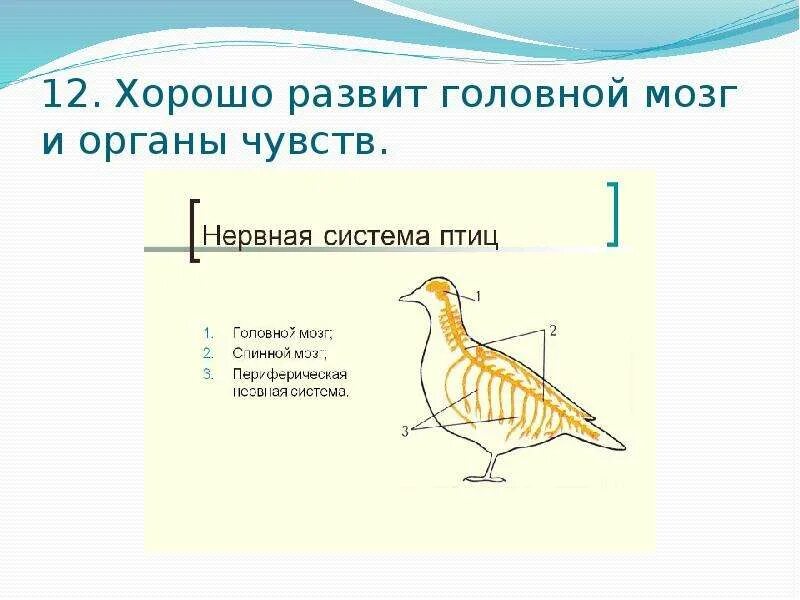 Строение органов чувств у птиц. Класс птицы органы чувств. Класс птицы общая характеристика. Органы чувств птиц кратко.