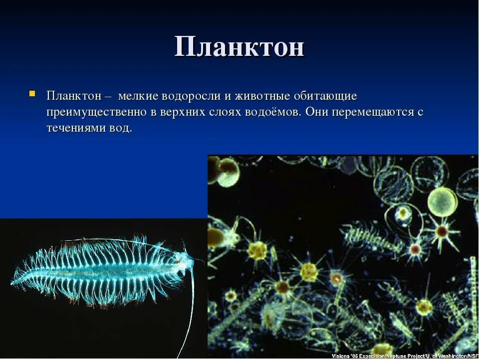 Планктон зоопланктон бентос. Планктон среда обитания водоросли. Обитатели водной среды планктон. Фитопланктон это в биологии.