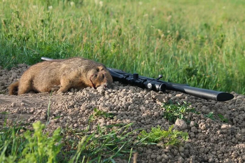 Добыча объектов животного. Сурок Алтайского края.