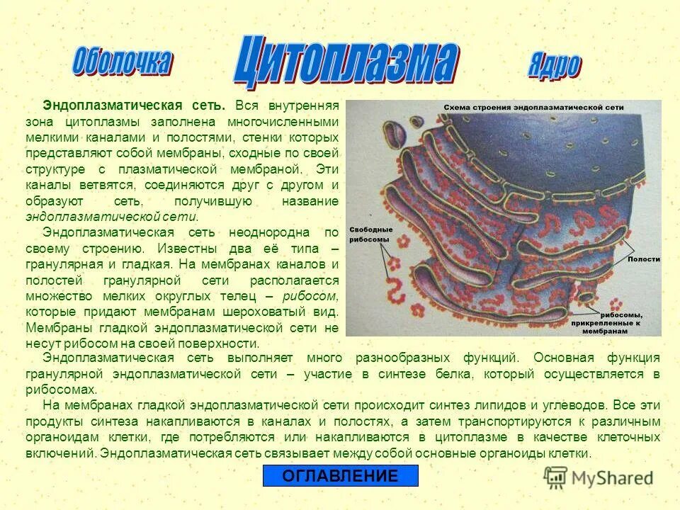 Строение клетки функции цитоплазмы