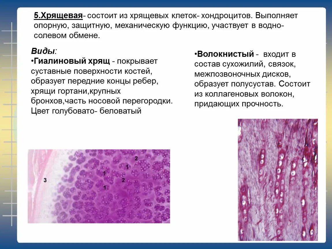 Скелетная хрящевая ткань местоположение