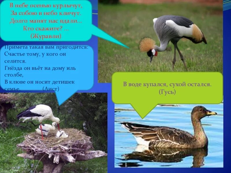 Курлычащие или курлычущие