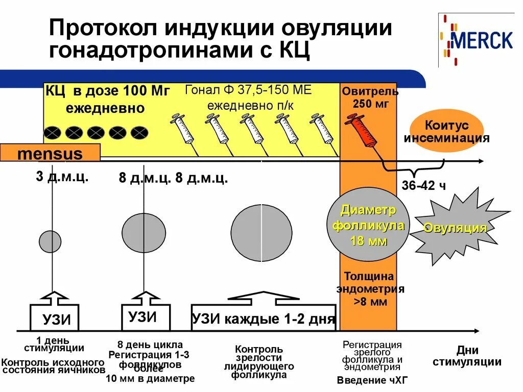 Схема стимуляции овуляции. Стимуляция овуляции протокол схема. Схема индукции овуляции клостилбегитом. Протокол стимуляции овуляции клостилбегитом. Стимуляция овуляции клостилбегитом схема.