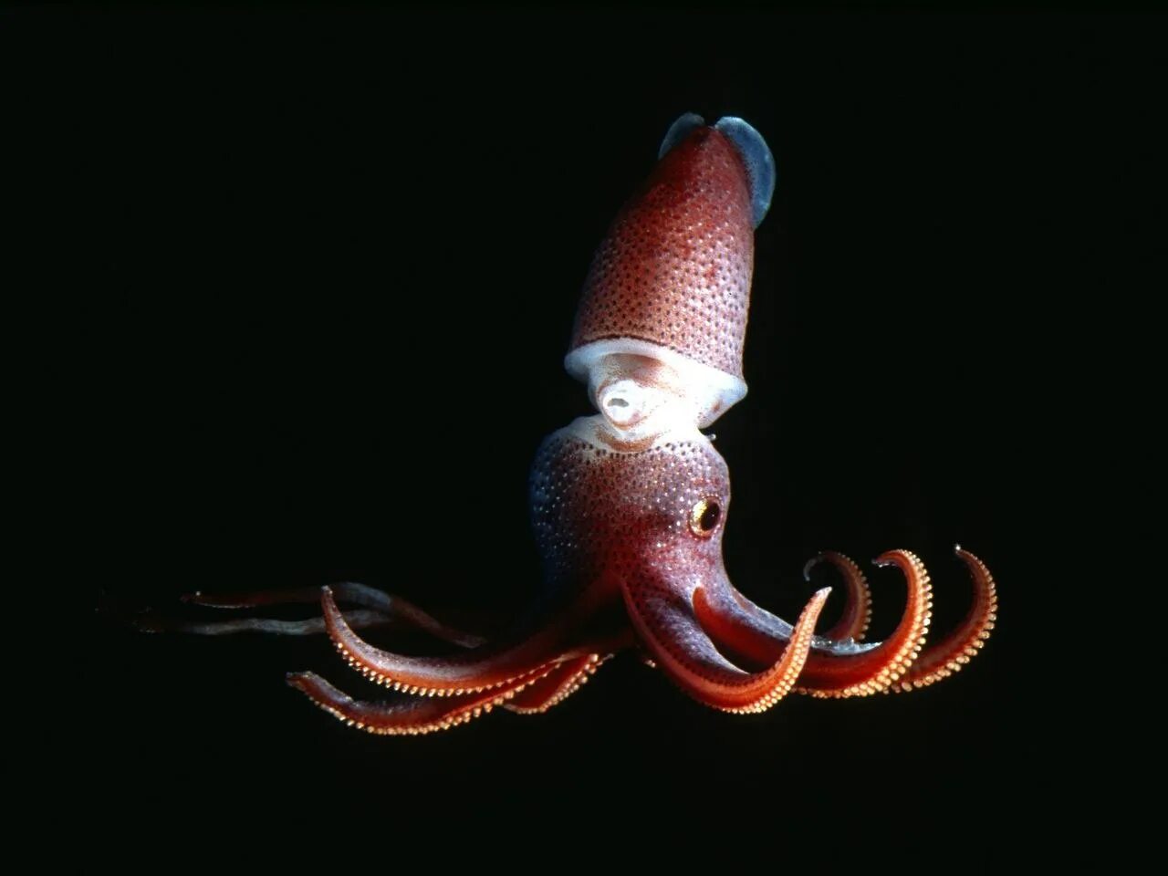 Давай осьминог. Кальмар histioteuthis heteropsis. осьминог дамбо марианская впадина.