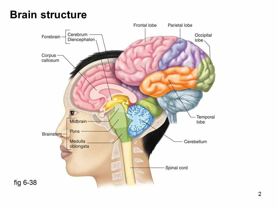 Reticular formation of brainstem. Reticular formation in brainstem. Physiology of the Sensory Systems. Medullary reticular formation.