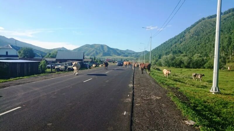 Шебалинский район Республики Алтай. Горы Шебалино Республика Алтай. Республика Алтай Шебалинский район дорога.