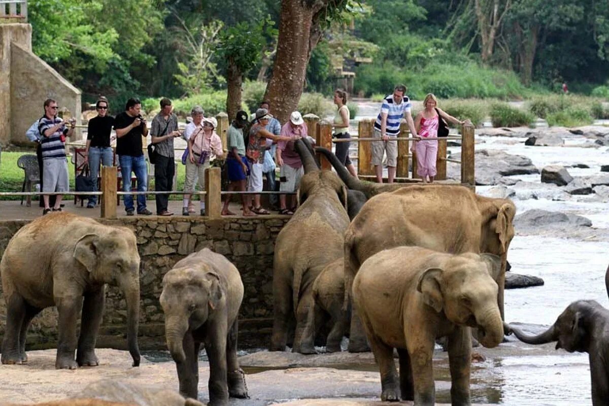 Пиннавела шри. Слоновий питомник Шри Ланка. Пиннавела Шри Ланка. Шри Ланка приют Пиннавела. Приют для слонов Пиннавела Шри-Ланка.