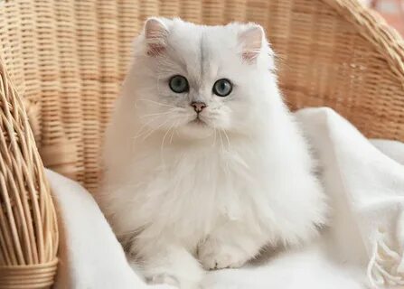 Шиншилла длинношерстная