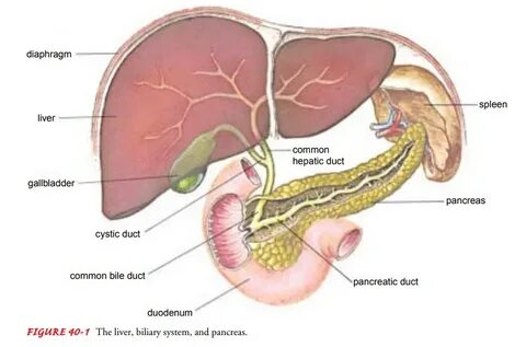 Gallbladder formula