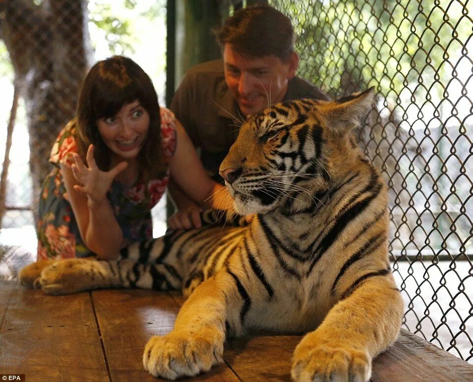 Животные и развлечения. Тайгер кингдом Пхукет. Женщина тигр. Женщина тигрица. Гладить тигра.