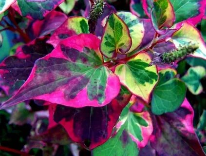 Leaves play