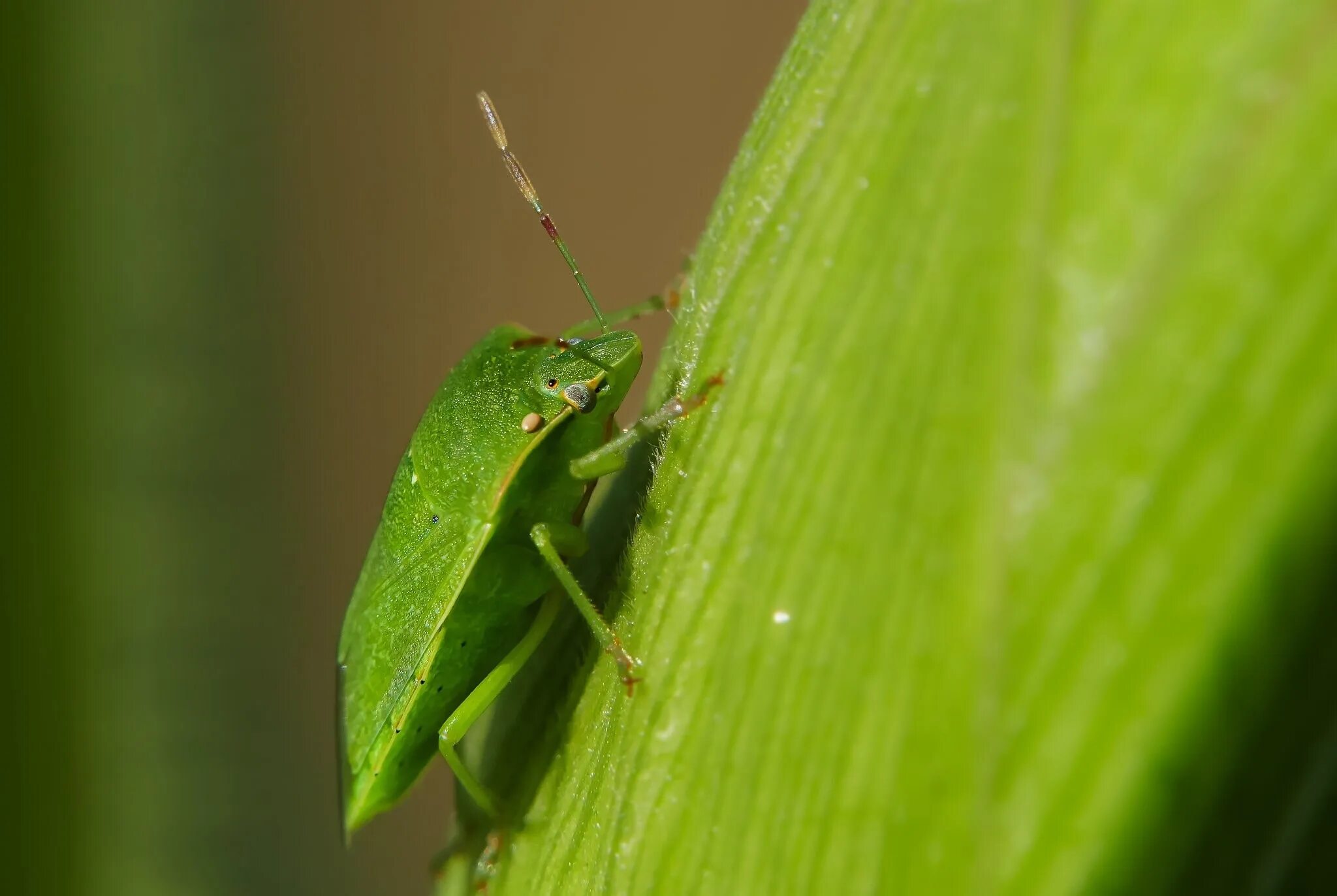 Насекомые зеленого цвета. Зеленое насекомое. Маленькое зеленое насекомое. Зеленая букашка.