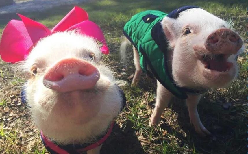 Минипиг. Мини поросенок. Поросенок улыбается. Довольная свинка. Довольная свинка.