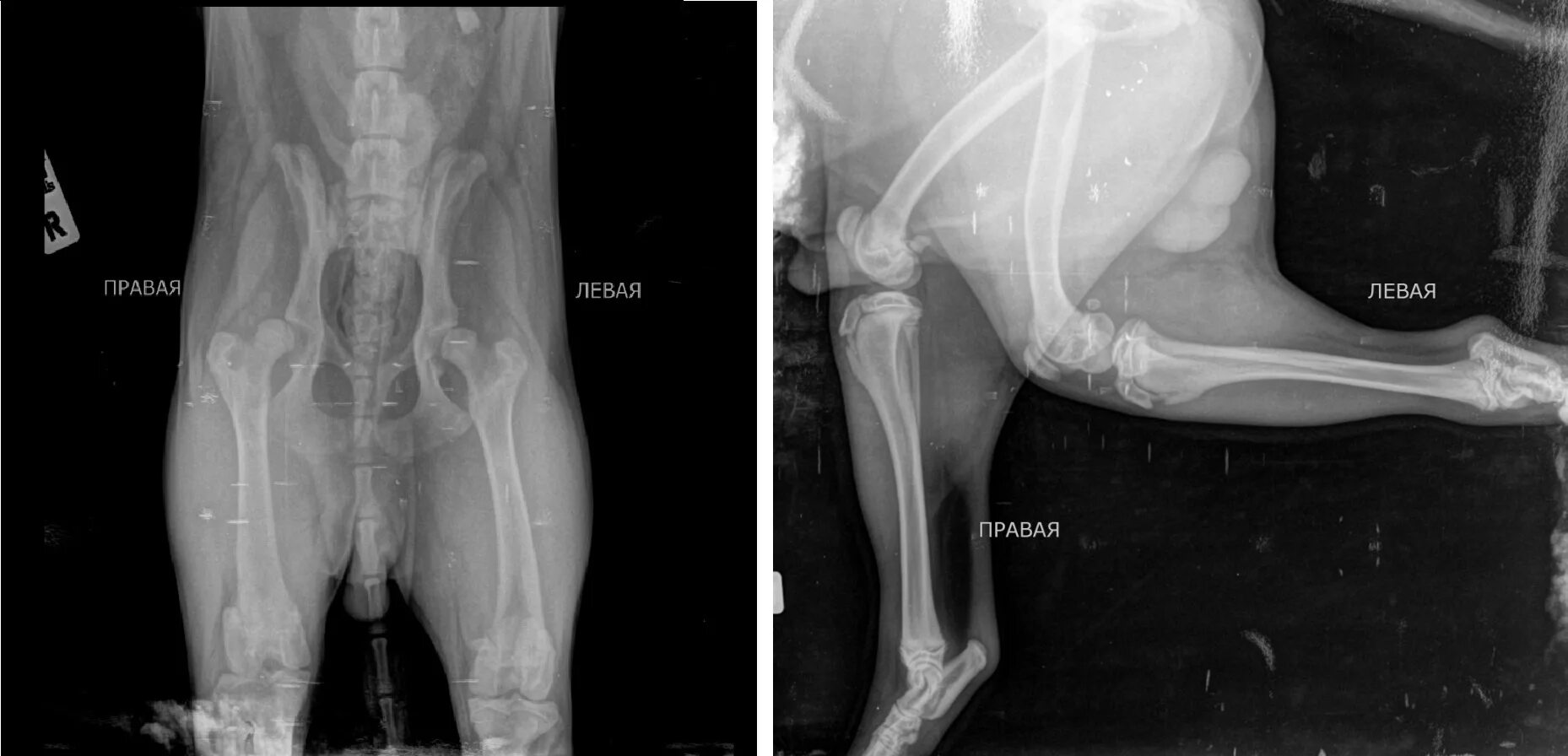 Дисплазия суставов у собак лечение. Дисплазия тазобедренных суставов у собак. Дисплазия тазобедренного сустава у собак рентген. Дисплазия суставов у собак крупных пород. Снимок дисплазии тазобедренных суставов у собак.