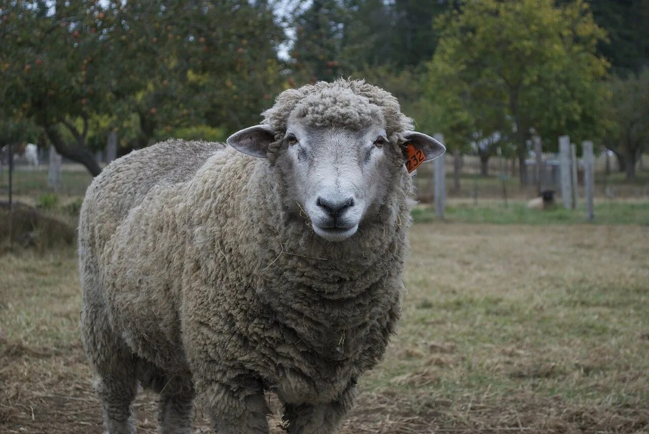Купить алтайских овец. Алтайская тонкорунная порода овец. Горноалтайская порода овец. Алтайский меринос баран.. Алтайский меринос порода овец.