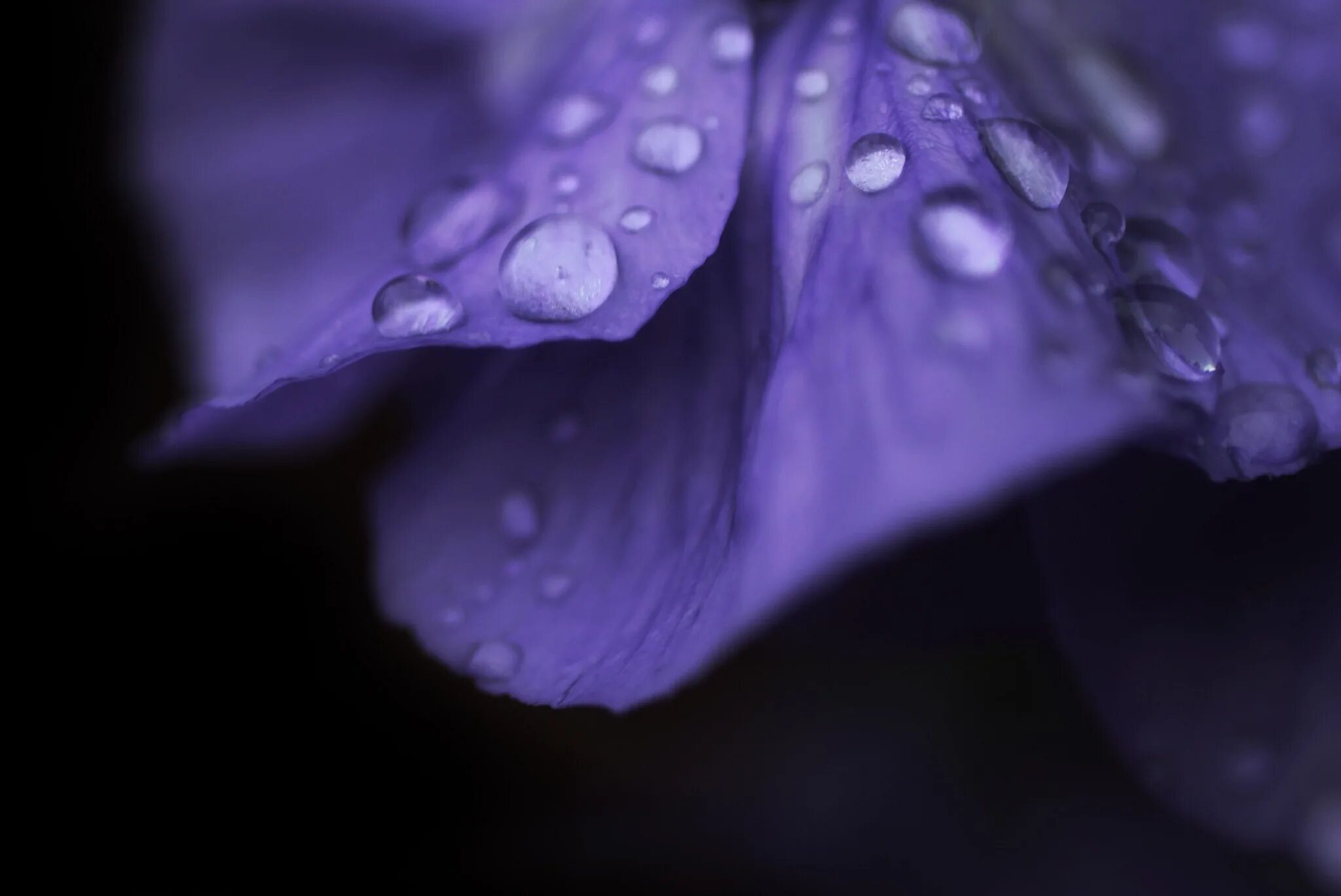 Drop flowers. Фиолетовые цветы. Цветы Макросъемка. Сине фиолетовые цветы. Фиолетовые обои.
